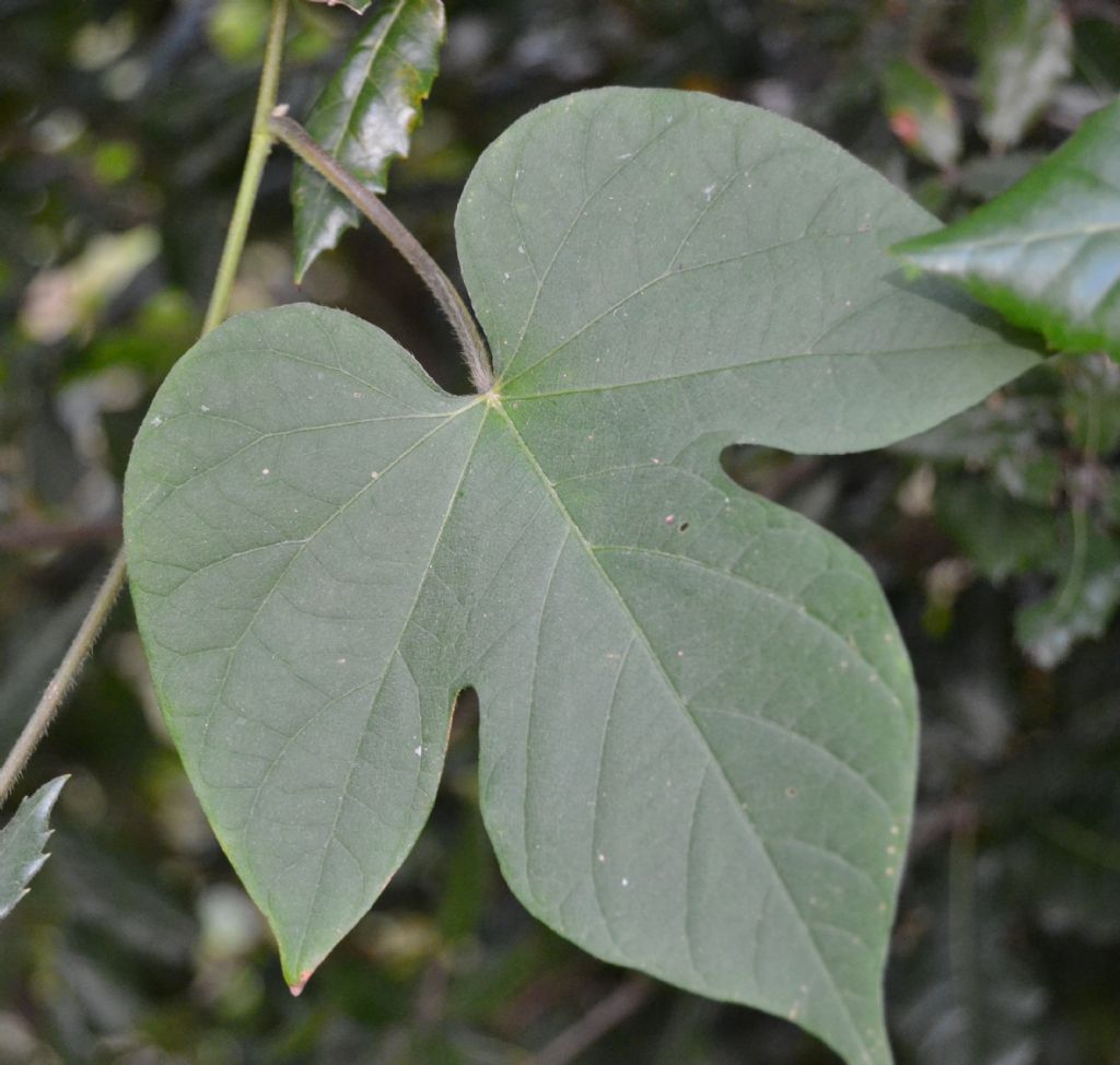 Ipomoea indica / Campanella perenne